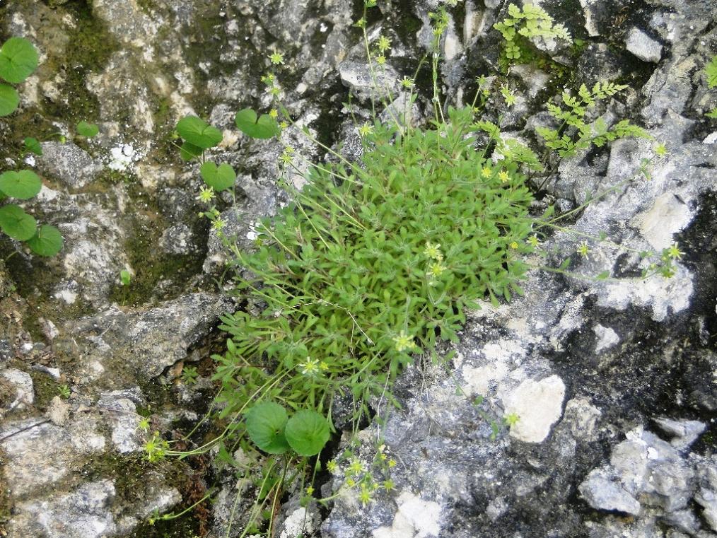 Saxifraga presolanensis / Sassifraga della Presolana